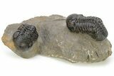 Pair Of Well Preserved Austerops Trilobite - Ofaten, Morocco #224985-1